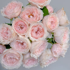 Yuzhi Rose Plant|玉脂 image 0