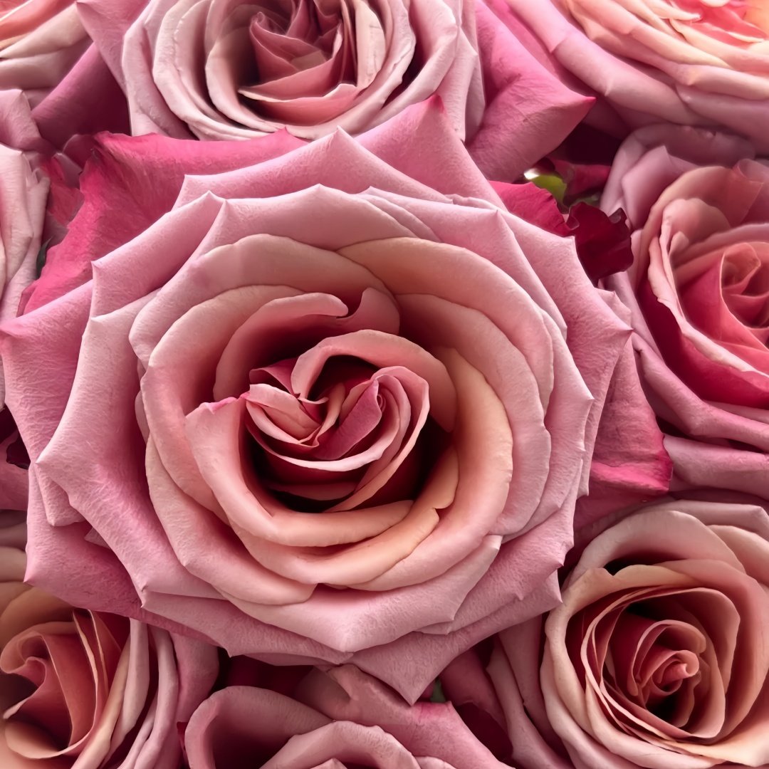 Cold Brew Rose Plant｜冷酿 image 7