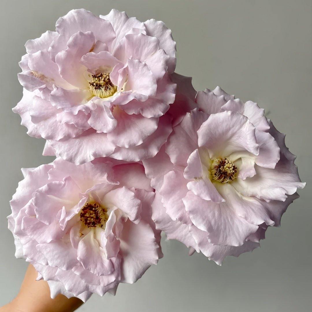 Lilac Beauty Rose Plant|丁香美人 image 2