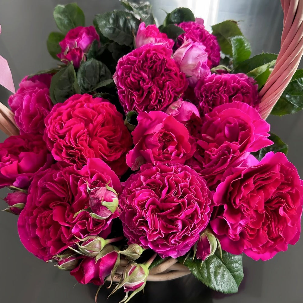 Kate Rose Plant｜凯特 image 9