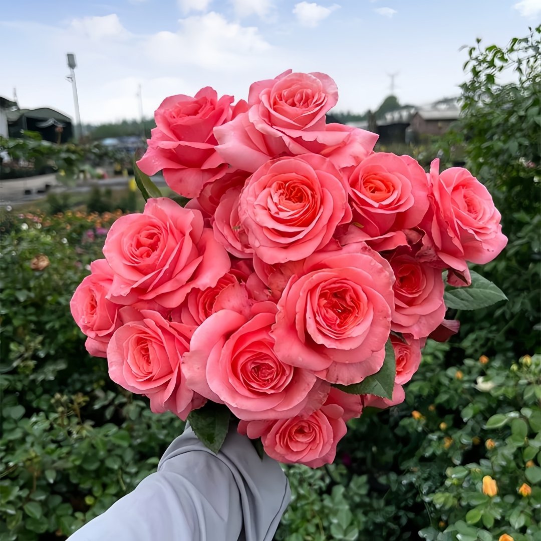 London Eye Rose Plant|伦敦眼 image 1
