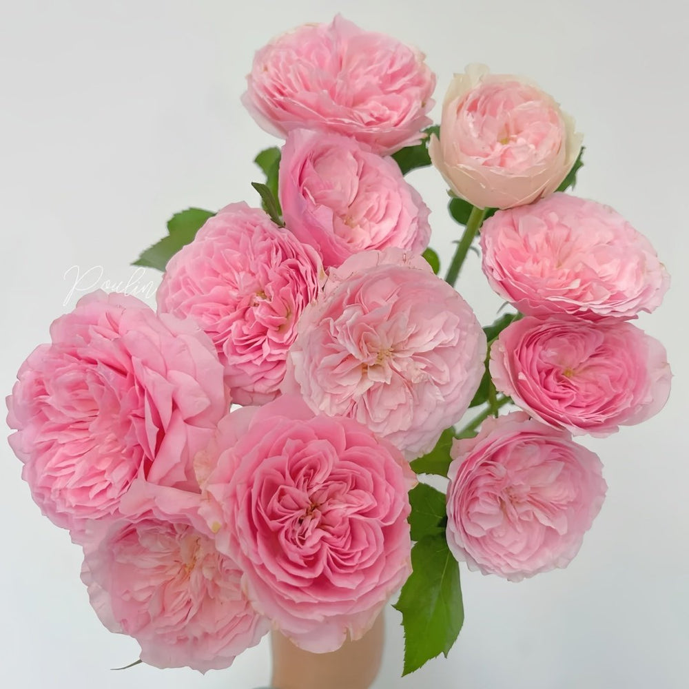 Bel Canto Rose Plant｜美声唱法 image 6
