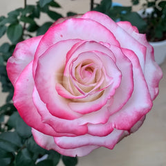Sweet Berry Rose Plant｜二重奏 image 0