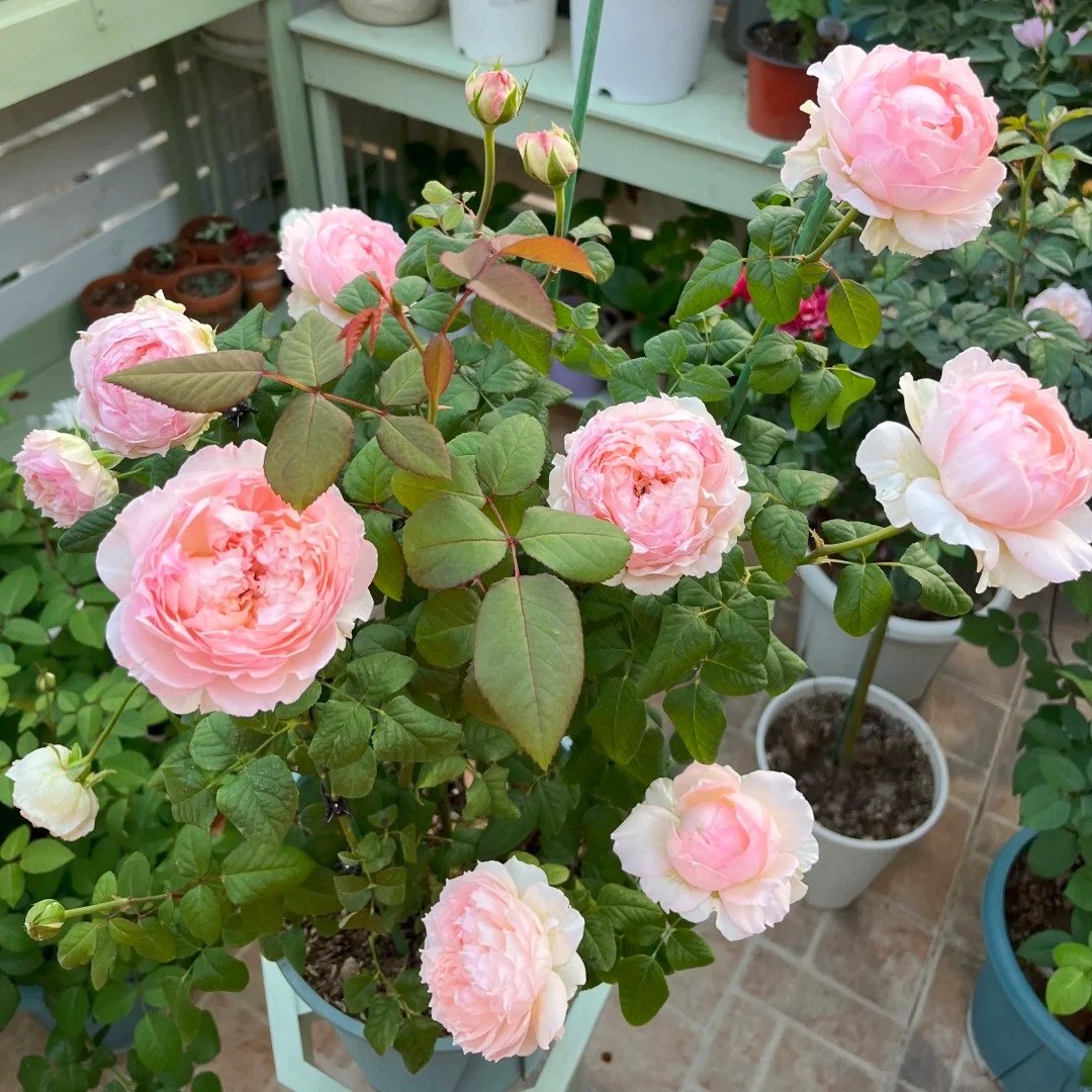 M-Perzik Rose Plant｜佩尔朱克 image 9