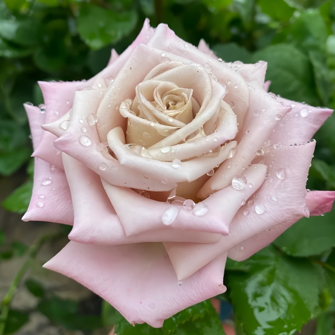 Menta Rose Plant | 曼塔 image 1
