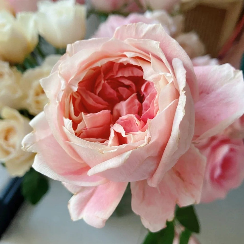 Princess Sakura Rose Plant|樱花公主 image 8
