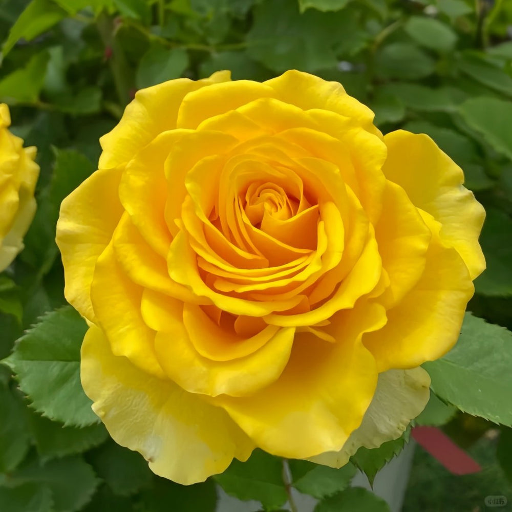 Shell Rose Plant｜贝壳 image 3
