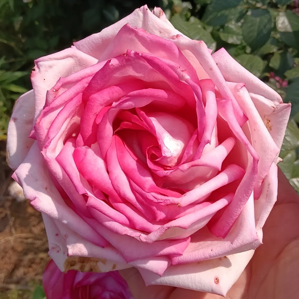 Wedding Bels Rose Plant|婚礼的钟声 image 9