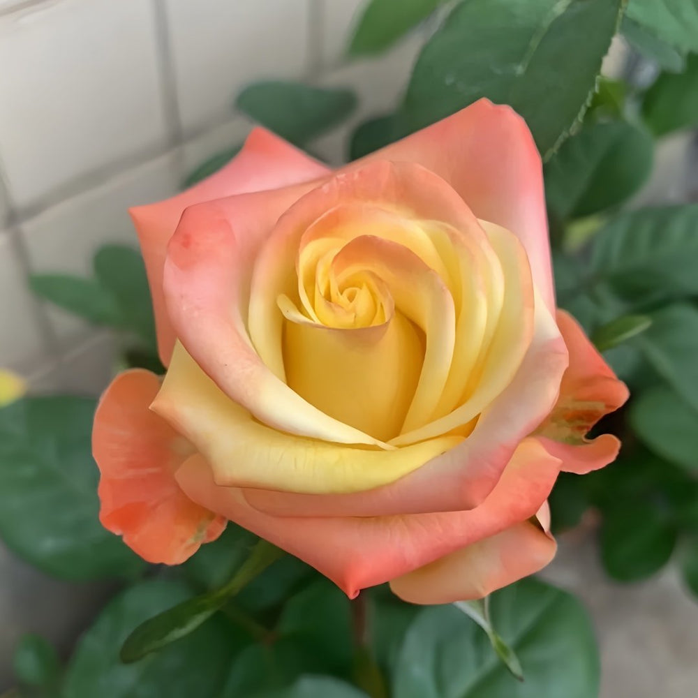 Florida Rose Plant｜佛罗里达 image 5
