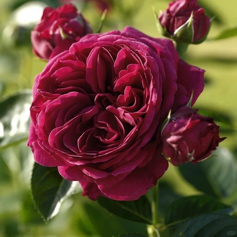 Marietta Rose Plant|玛丽叶塔 image 6
