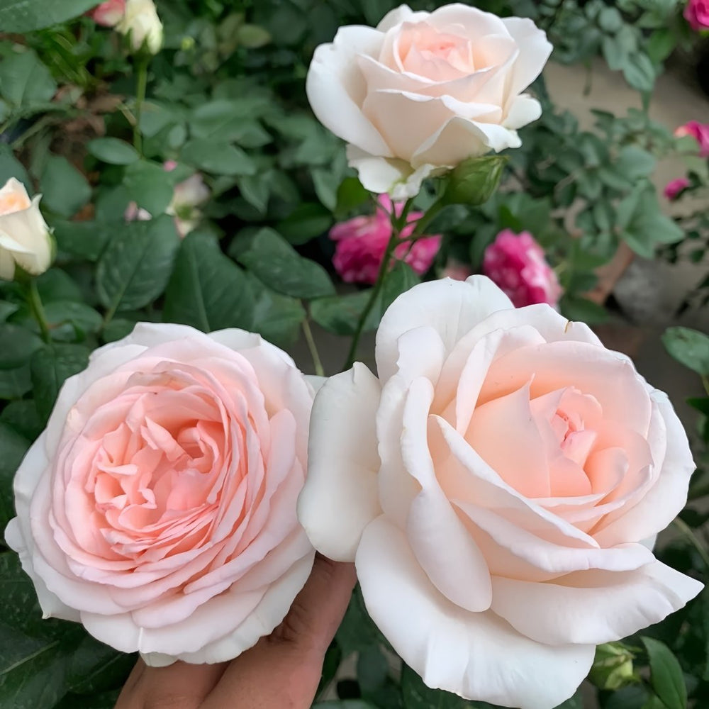 Gruaud Larose Rose Plant｜香槟美酒 image 4