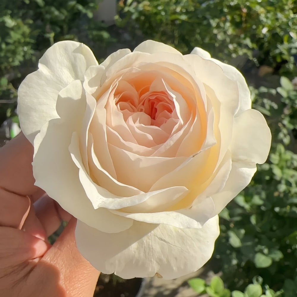 Fragrant Snow Rose Plant|香腮雪 image 5