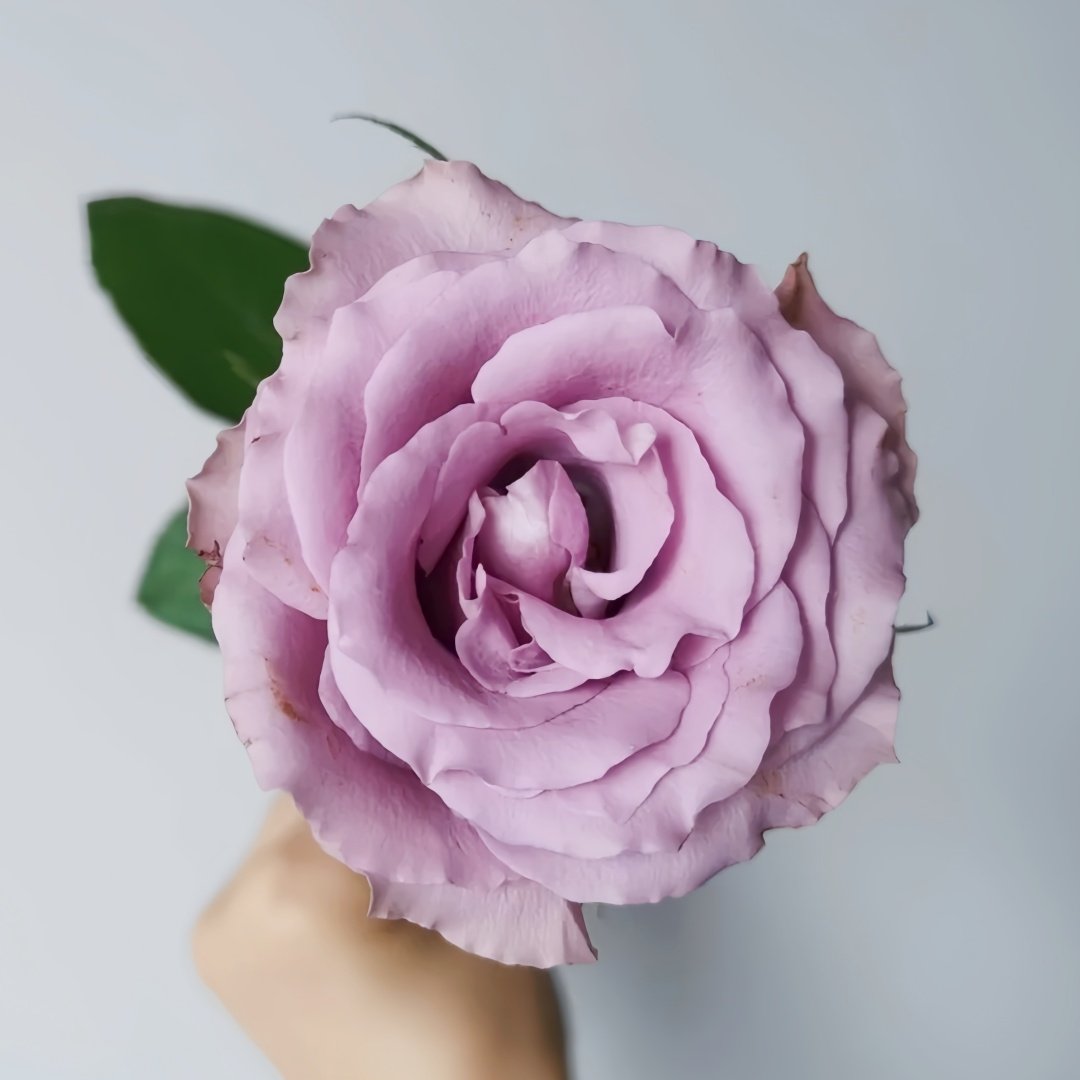 Grey Knights Rose Plant｜灰骑士 image 1