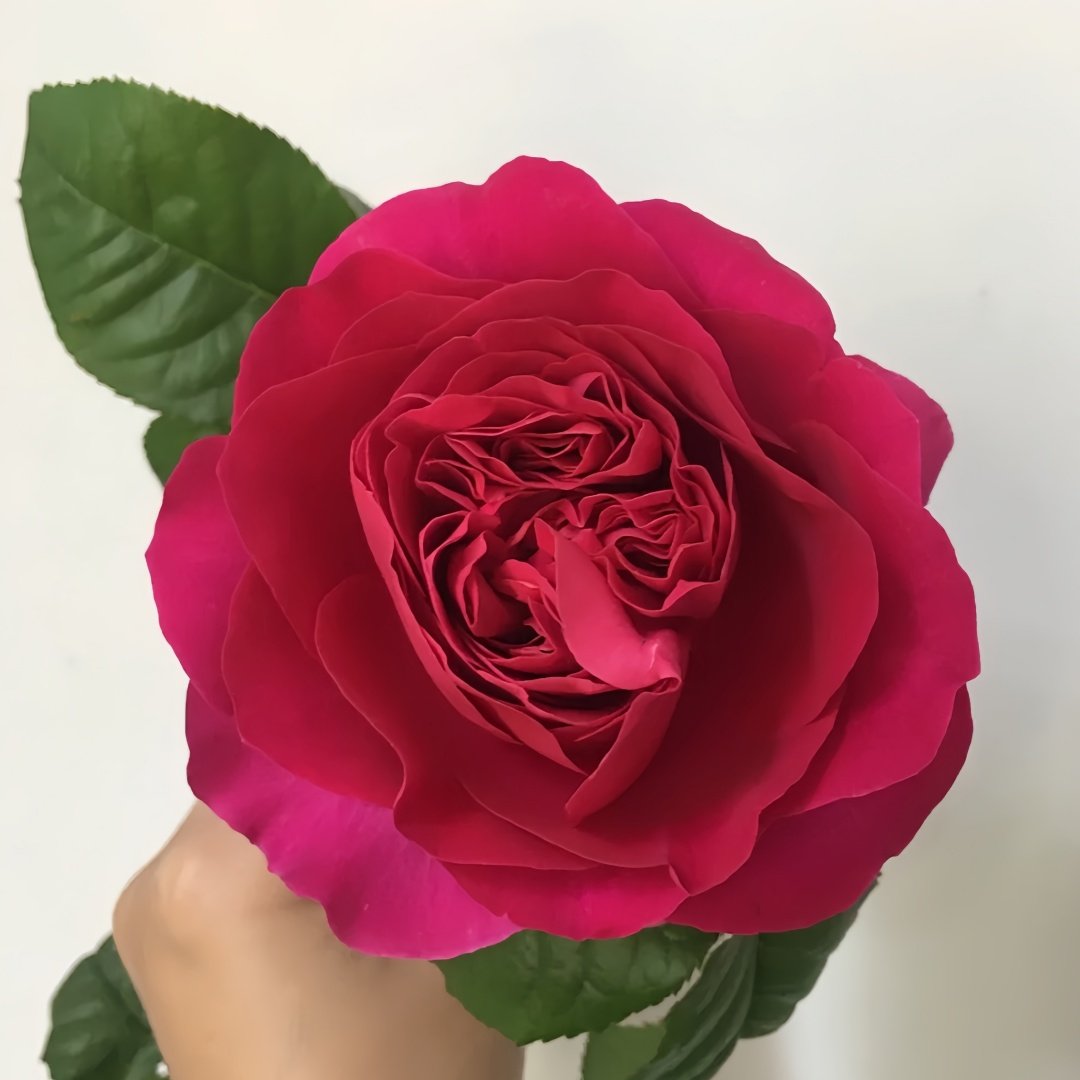 Kate Rose Plant｜凯特 image 3