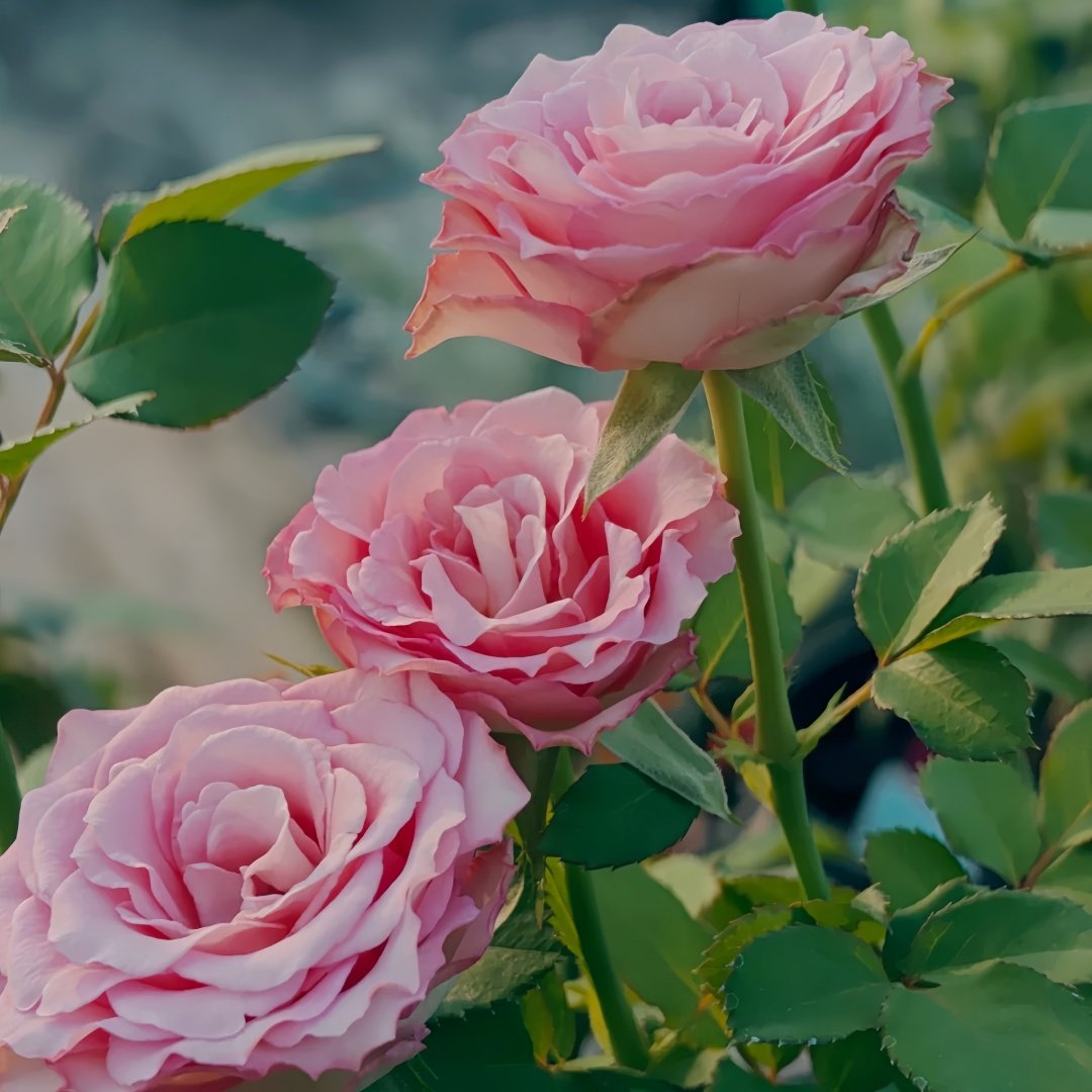 Ginette Rose Plant｜吉内特 image 4