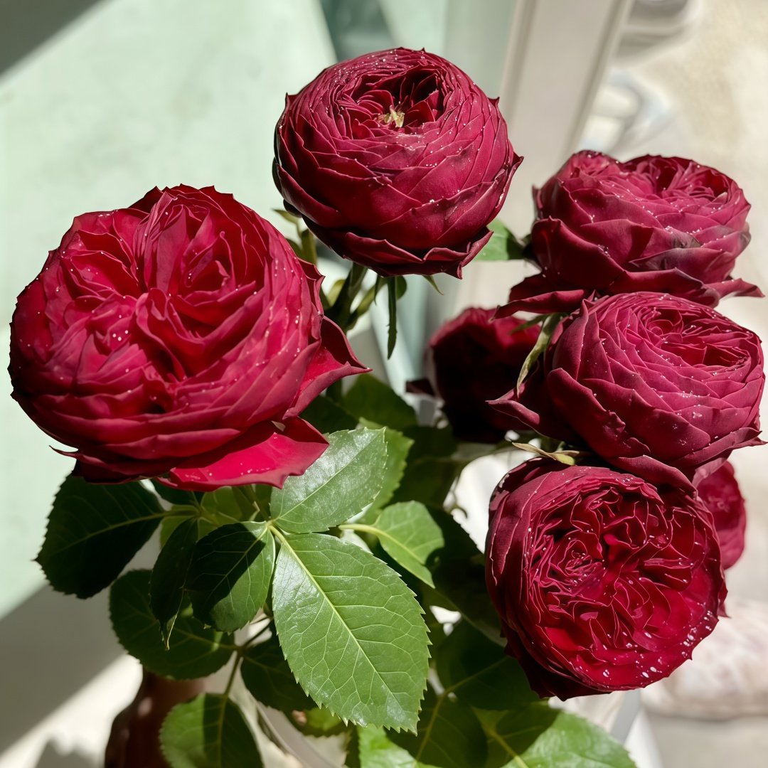 Grand Jubilee Rose Plant｜盛大庆典 image 4