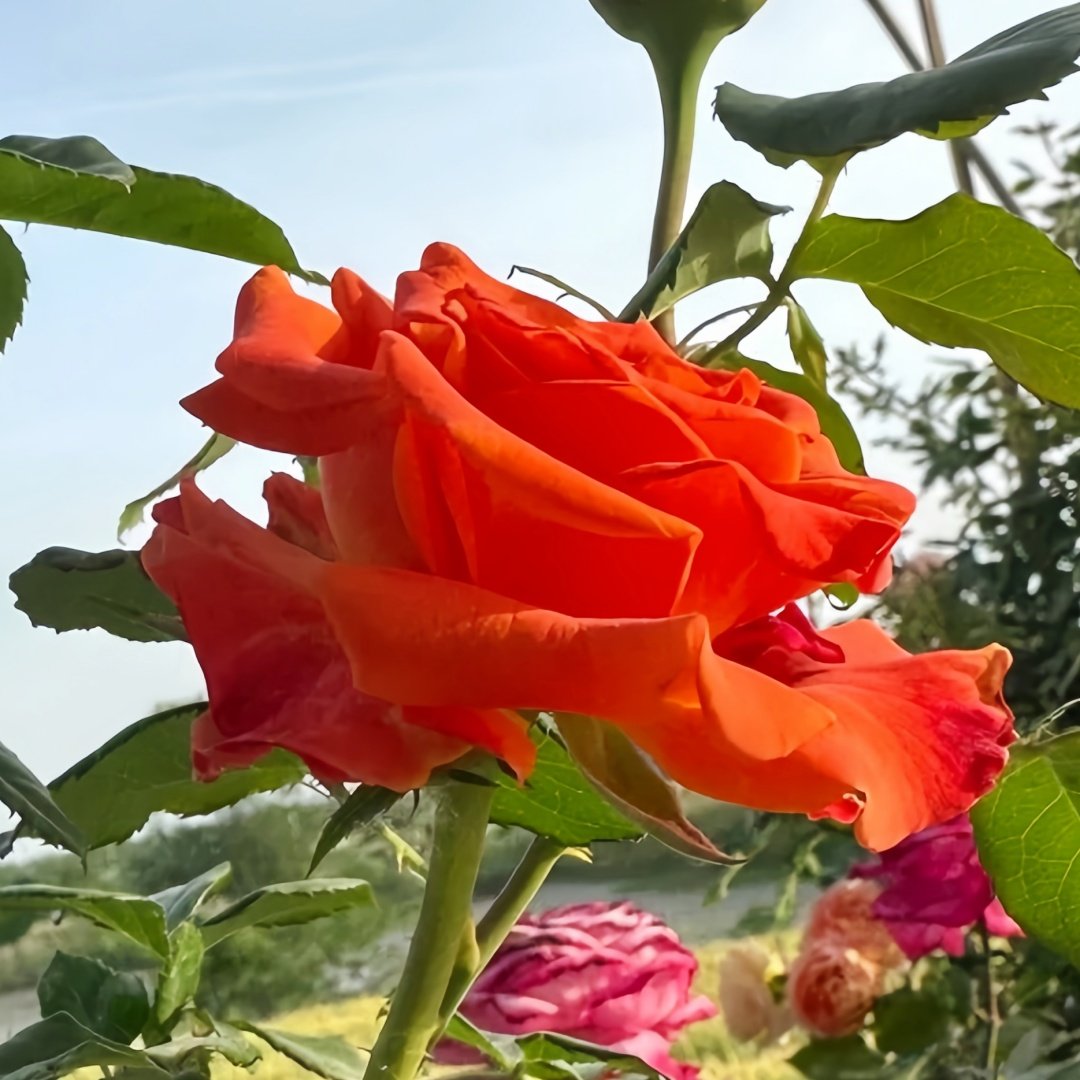 Copacabana Rose Plant｜卡巴酷吧拉 image 7