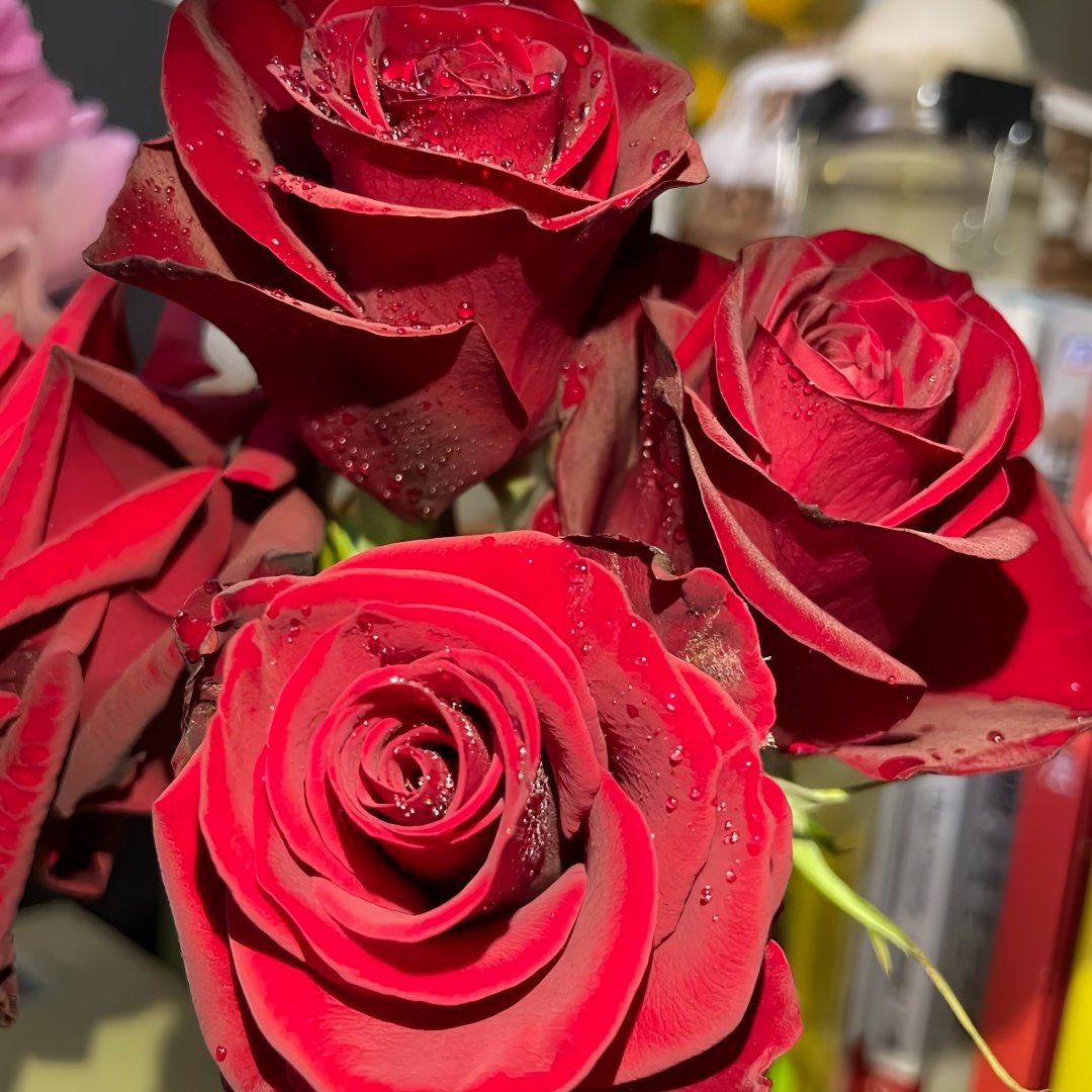 Plateau Red Rose Plant|高原红 image 5