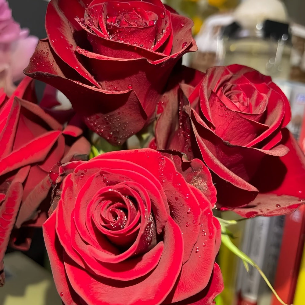 Plateau Red Rose Plant|高原红 image 5