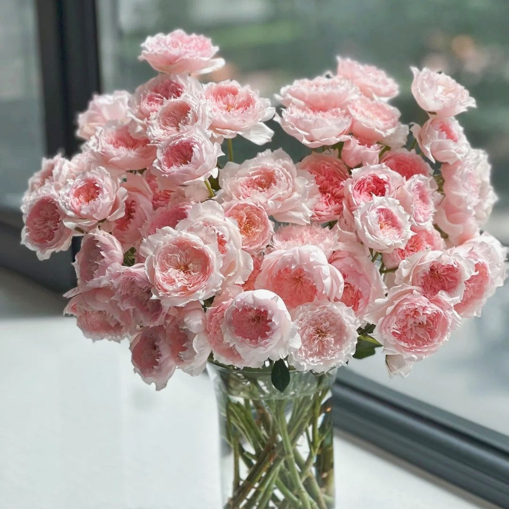 Monique Darve Rose Plant | 莫妮卡戴维 image 7