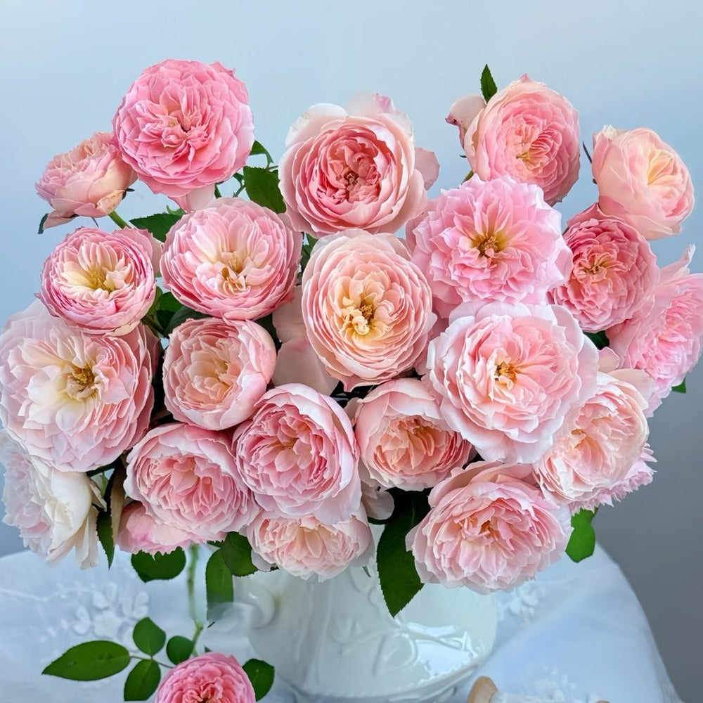 Youqing Rose Plant|有晴 image 1