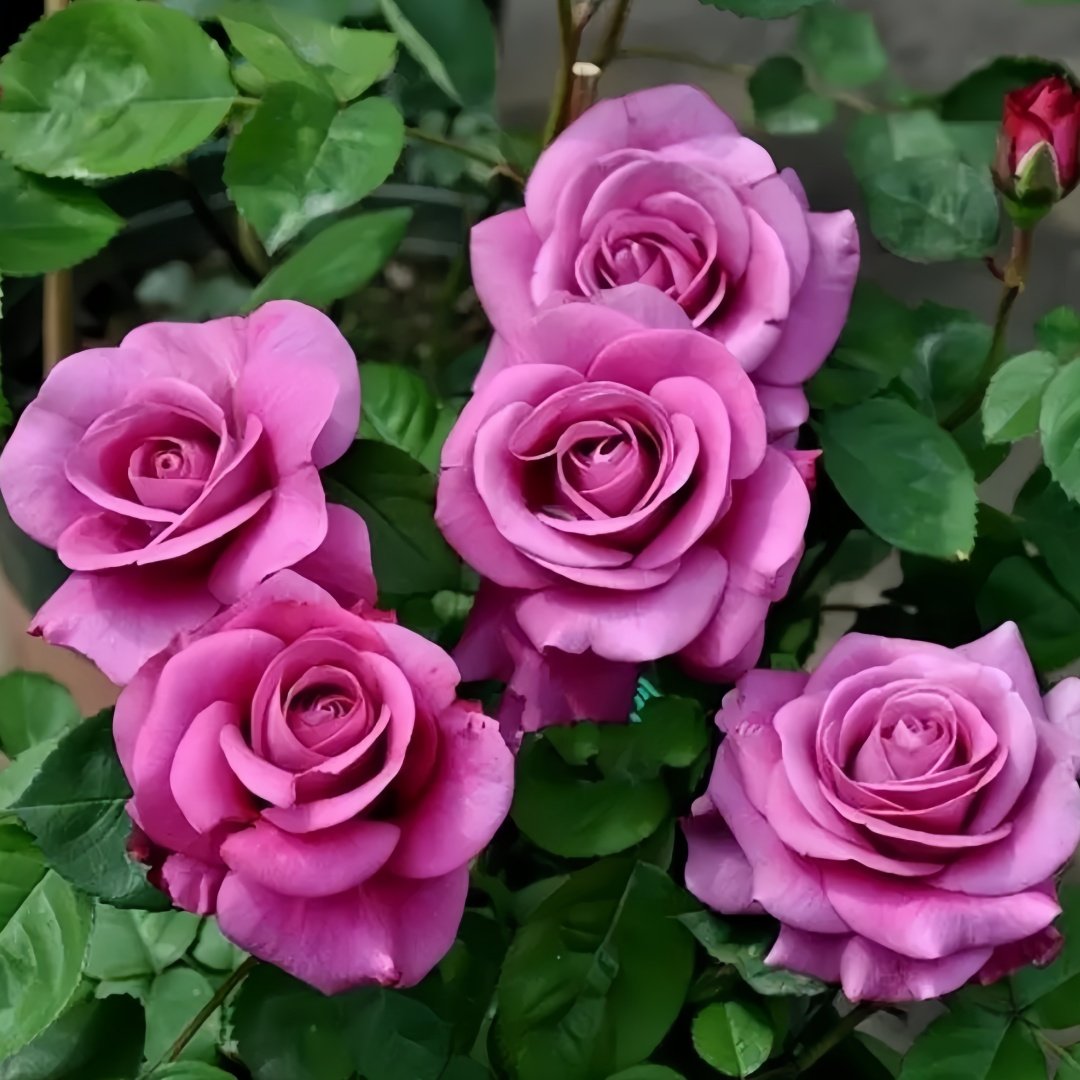 Pluto King Terrazza Rose Plant| 冥王星阳台 image 6
