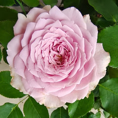 Blue Story Rose Plant｜蓝色物语 image 1