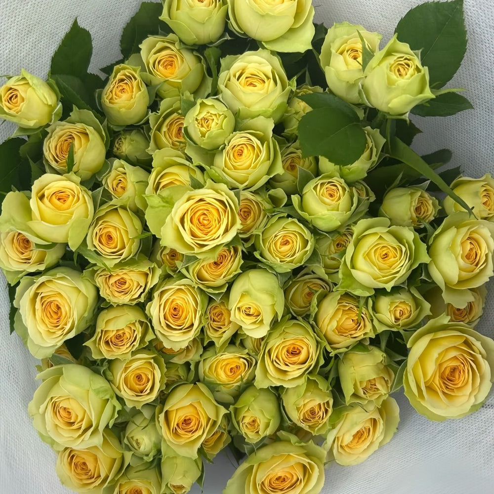 Avocado Rose Plant｜牛油果 image 9
