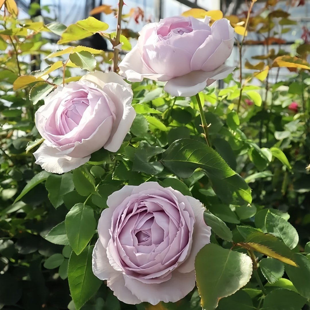 Madam Kayoko Rose Plant|紫色故事 image 7