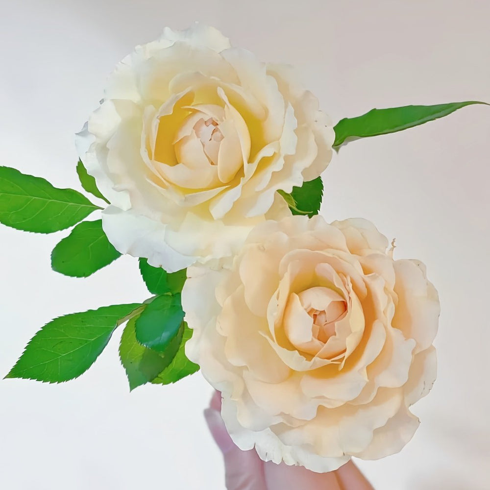 Muyunsi Rose Plant|暮云思 image 8