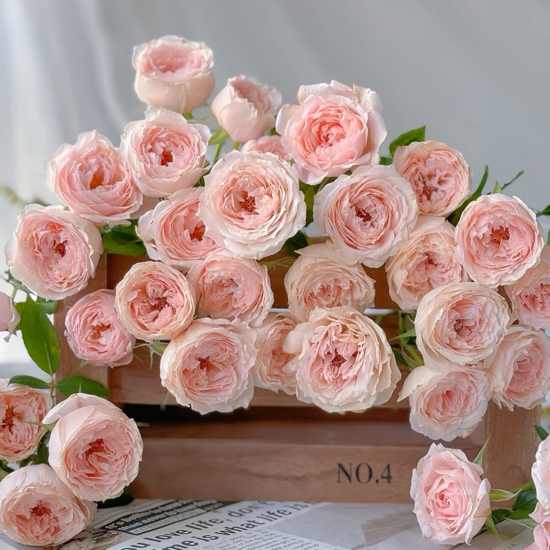Yuzhi Rose Plant|玉脂 image 5