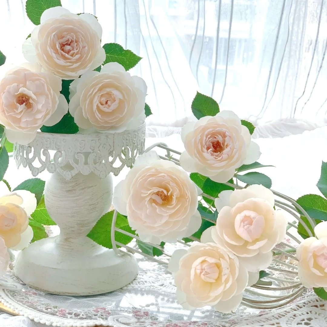 Lapin Rose Plant|小兔子 image 2