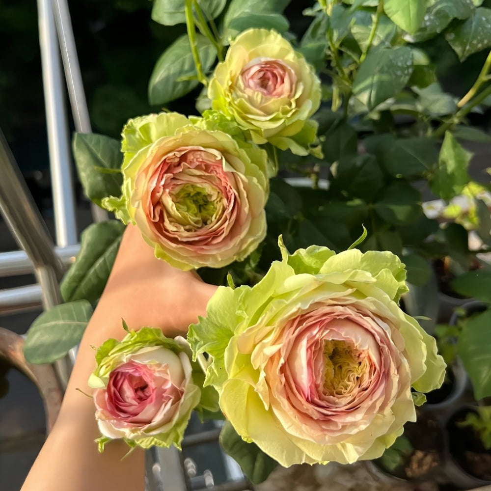 Green Planet Rose Plant｜绿色星球 image 5