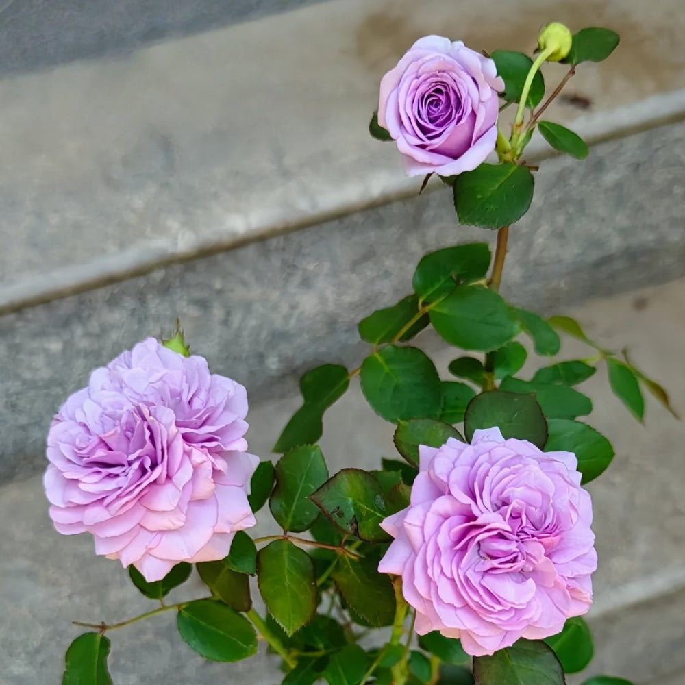 Ilias Rose Plant｜伊利亚特 image 6