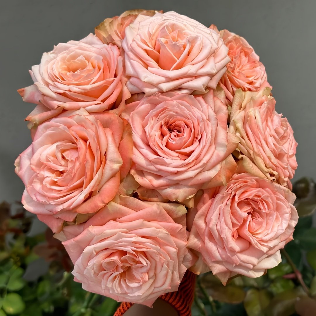 Kahala Rose Plant|卡哈拉 image 0
