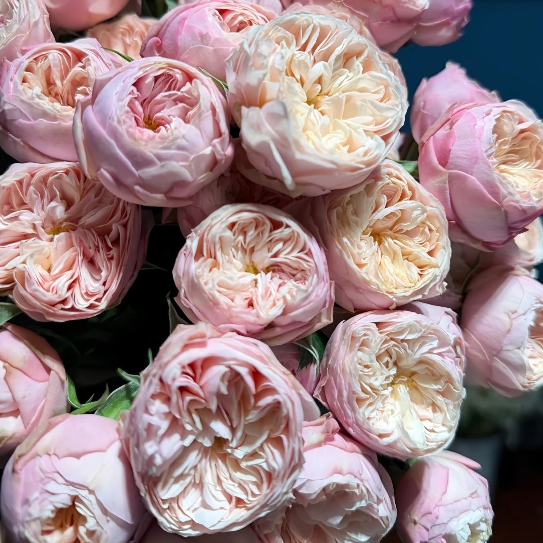 Royal Romance Rose Plant｜皇家浪漫 image 3