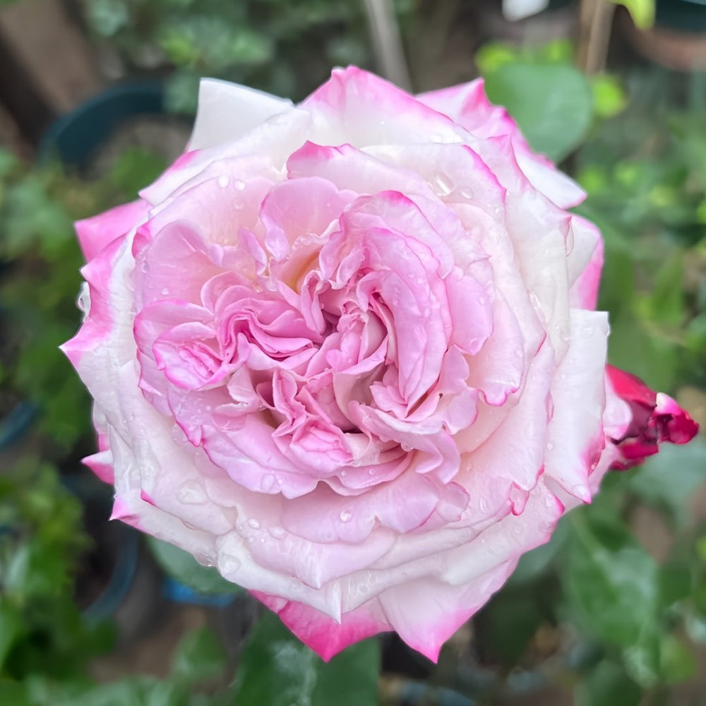 Bella Linda Fairy Rose Plant｜贝拉琳达仙女 image 0