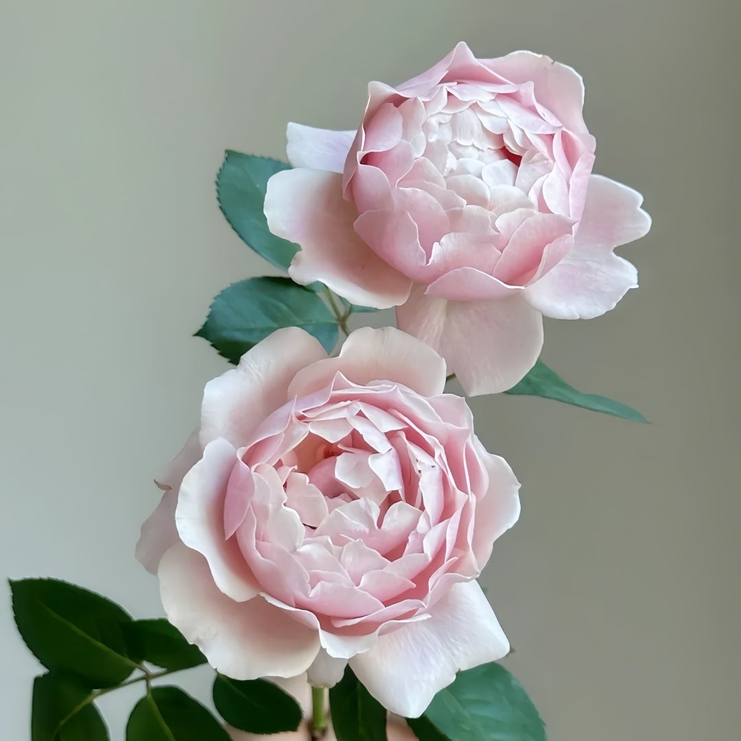 Strawberry Swing Rose Plant|草莓秋千 image 5