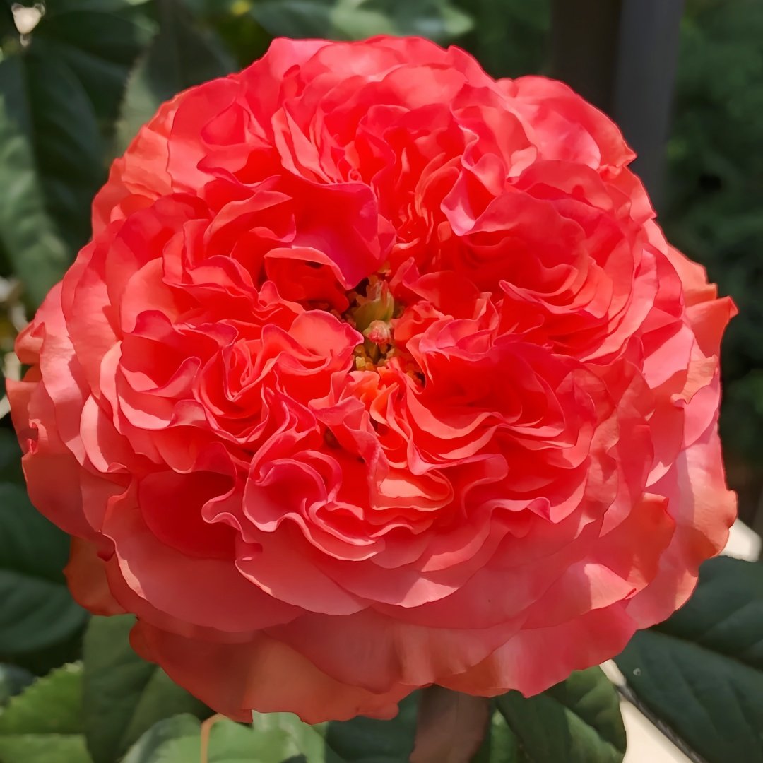 Red Coral Rose Plant｜红珊瑚 image 1