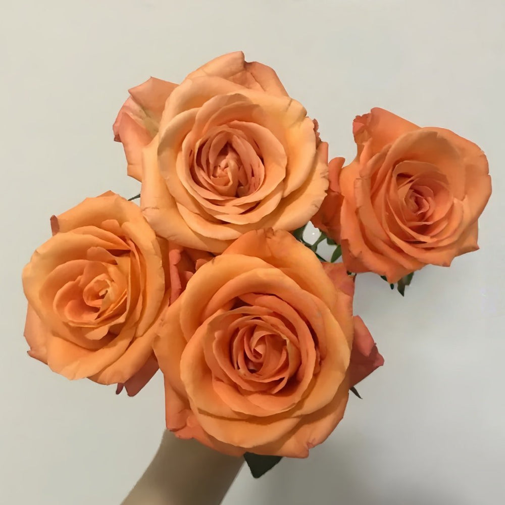 Voodoo Rose Plant｜巫术 image 5