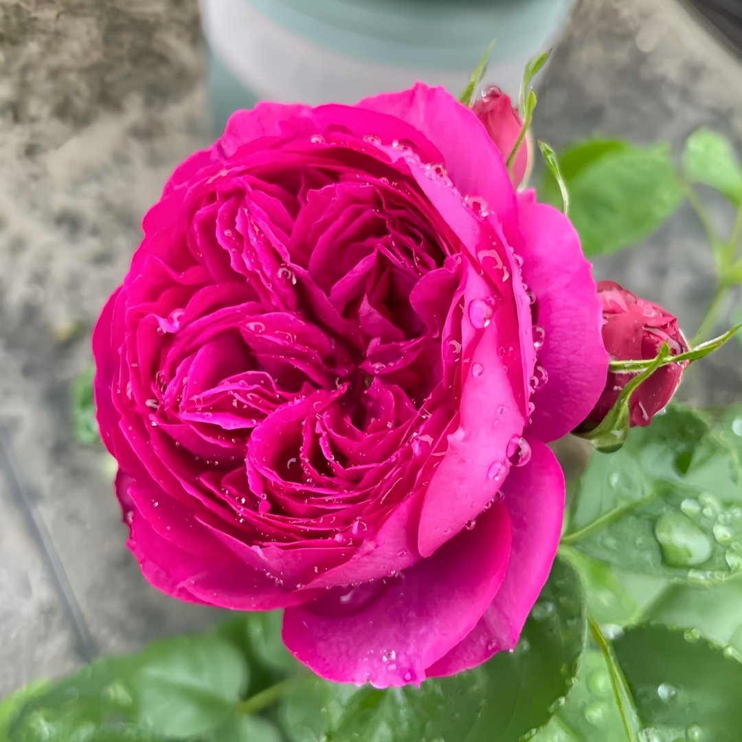 Cixuan Rose Plant|慈萱 image 2