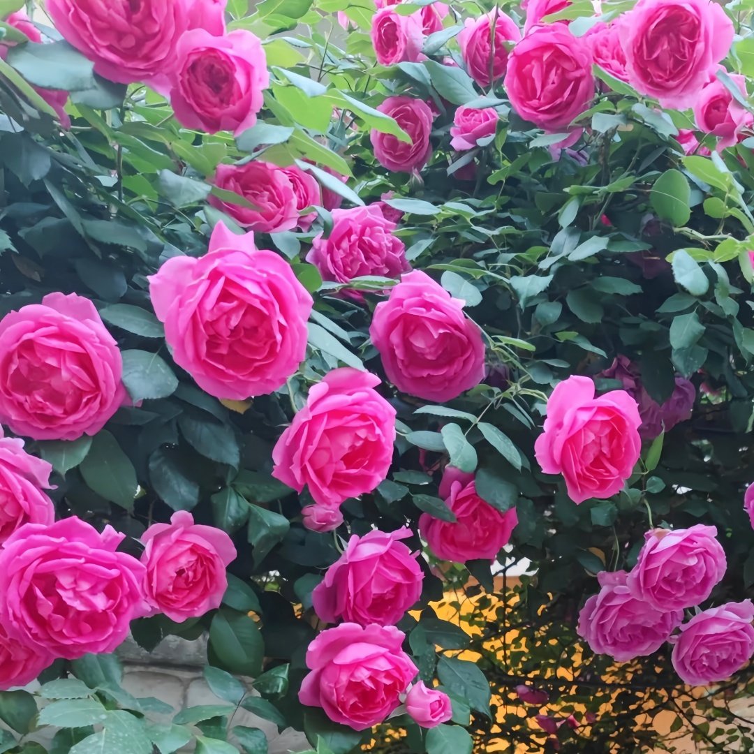 Parade Rose Plant｜大游行 image 8