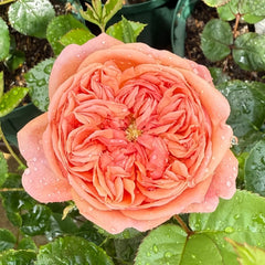 Paul Klee Rose Plant|保罗克利 image 1