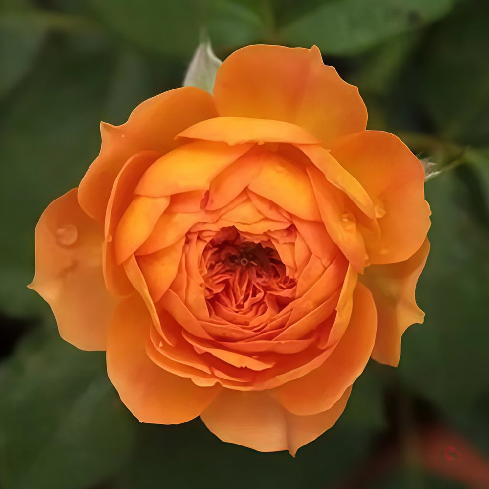 Honey Caramel Rose Plant｜蜂蜜焦糖 image 1