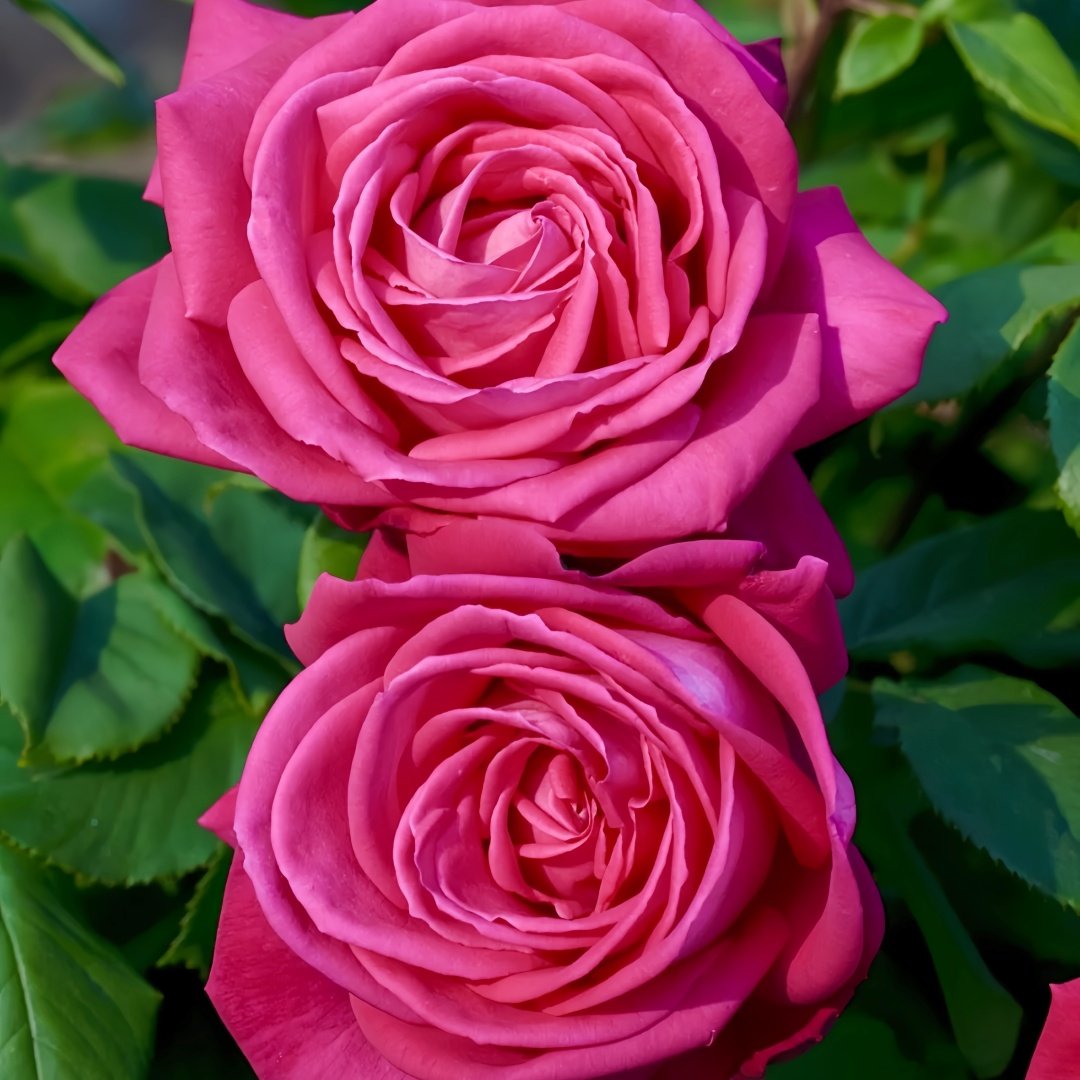 Lolita Lempicka Rose Plant|洛丽塔 image 6