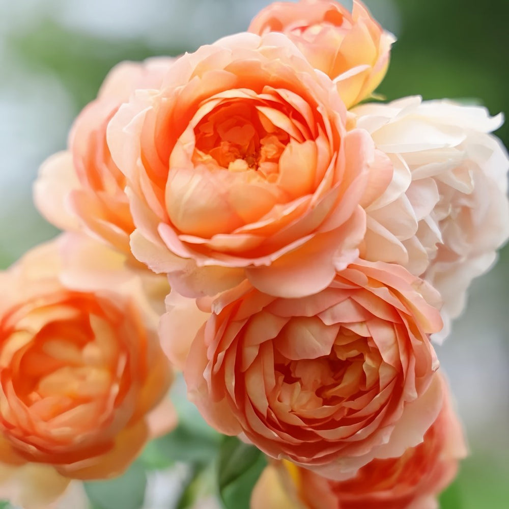 Lady Of Shalott Rose Plant | 夏洛特夫人 image 2