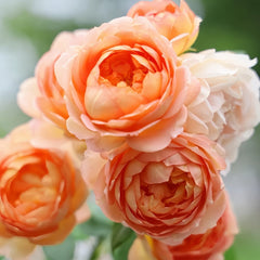 Lady Of Shalott Rose Plant | 夏洛特夫人 image 2