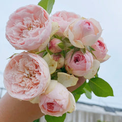 Bridal Piano Rose Plant|新娘钢琴 image 1