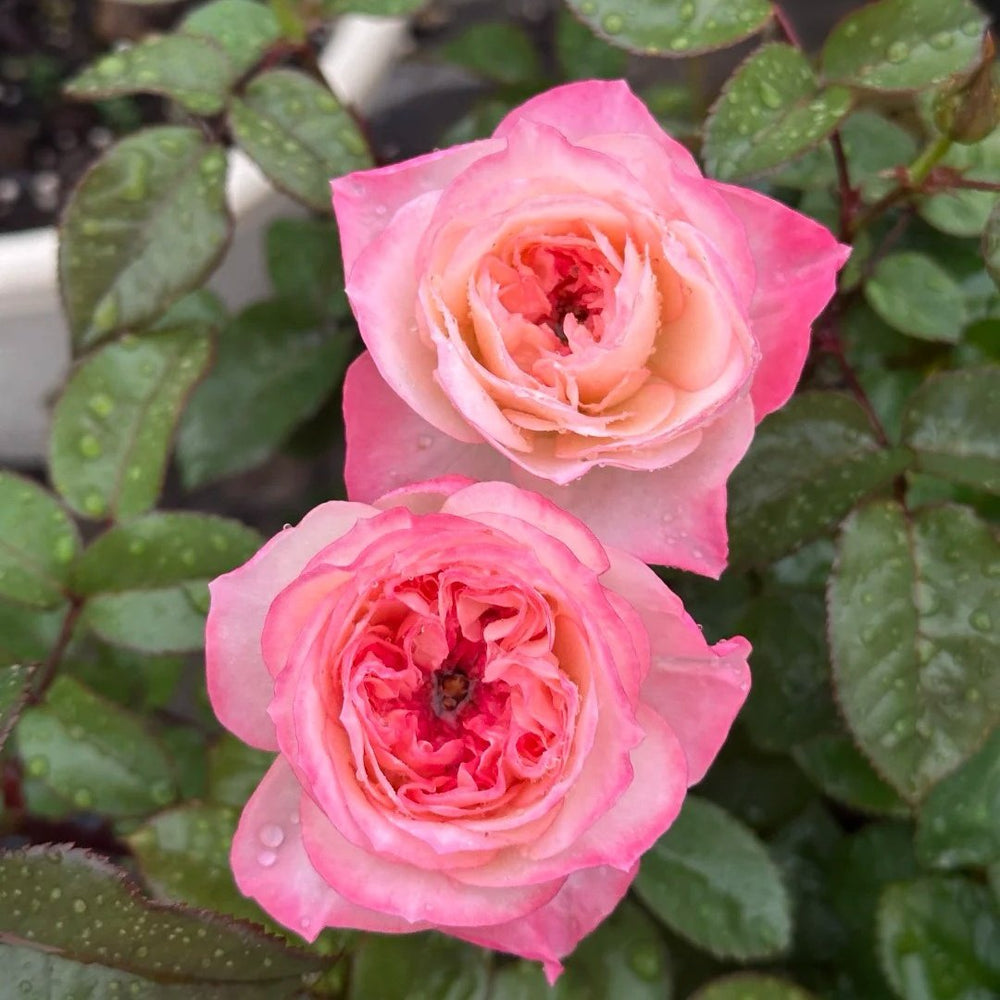 Xiaoliwo Rose Plant | 小梨涡 image 3