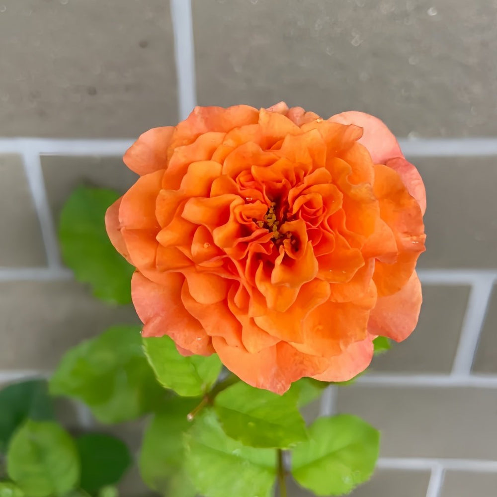 South Park Rose Plant｜南方公园 image 9
